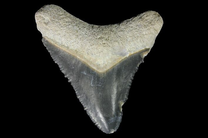 Serrated, Fossil Megalodon Tooth - Bone Valley, Florida #145109